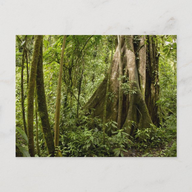Molnskog, Bosque de Paz, Costa Rica Vykort (Framsida)