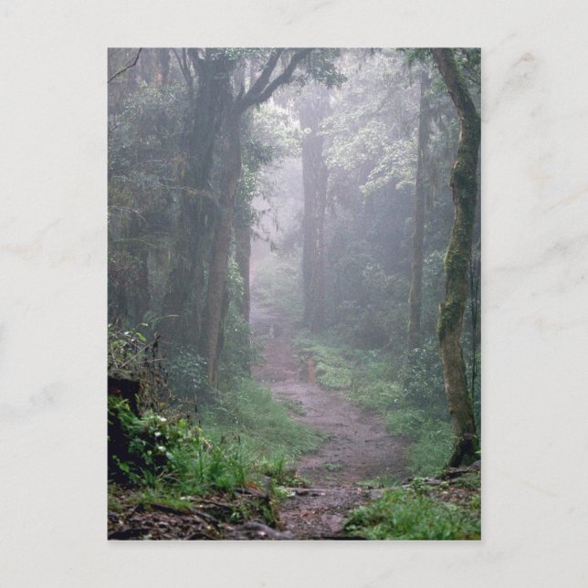 Molnskog, Mt Kilimanjaro, Tanzania Vykort (Framsida)