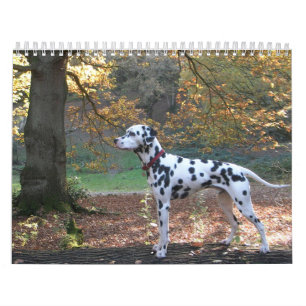 Molo Kalender