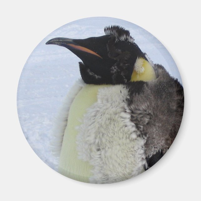 Molting Emperor Penguin Magnet (Framsidan)
