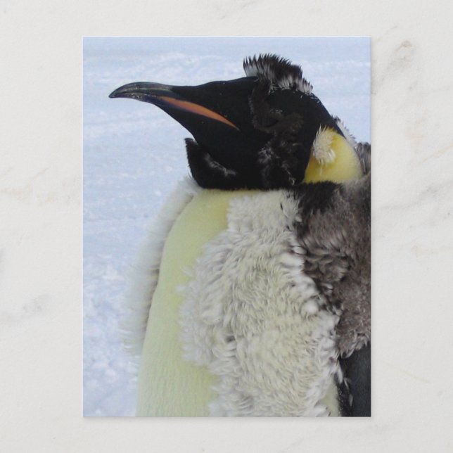 Molting Emperor Penguin Vykort (Framsida)