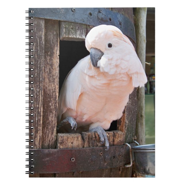 Moluccan Cockatoo Anteckningsbok Med Spiral (Framsidan)