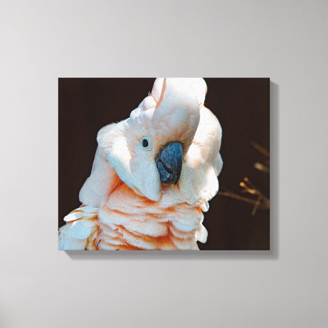 Moluccan Cockatoo Canvas (Framsida)