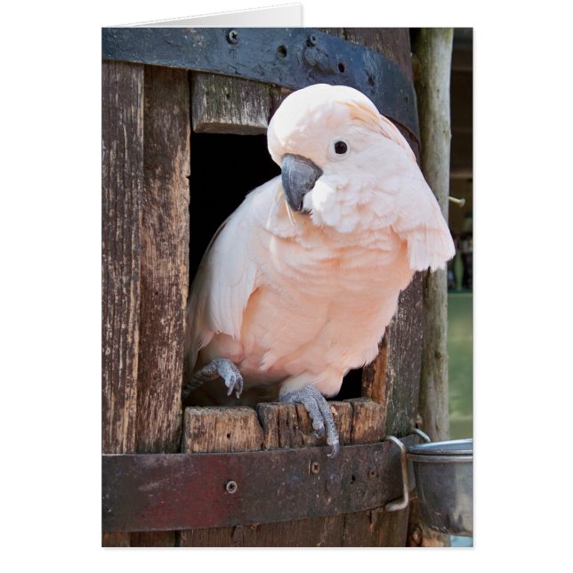 Moluccan Cockatoo Hälsningskort (Framsidan)