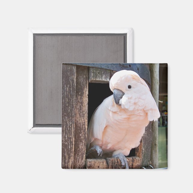 Moluccan Cockatoo Magnet (Front/Back)