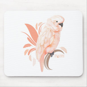 Moluccan Cockatoo Musmatta