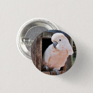 Moluccan Cockatoo Pinback-knapp Knapp