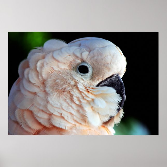 Moluccan Cockatoo Poster (Framsidan)