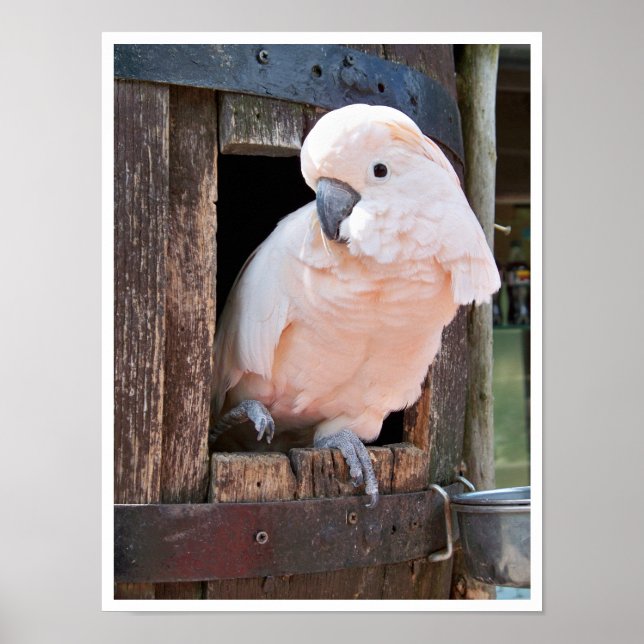 Moluccan Cockatoo Poster (Framsidan)