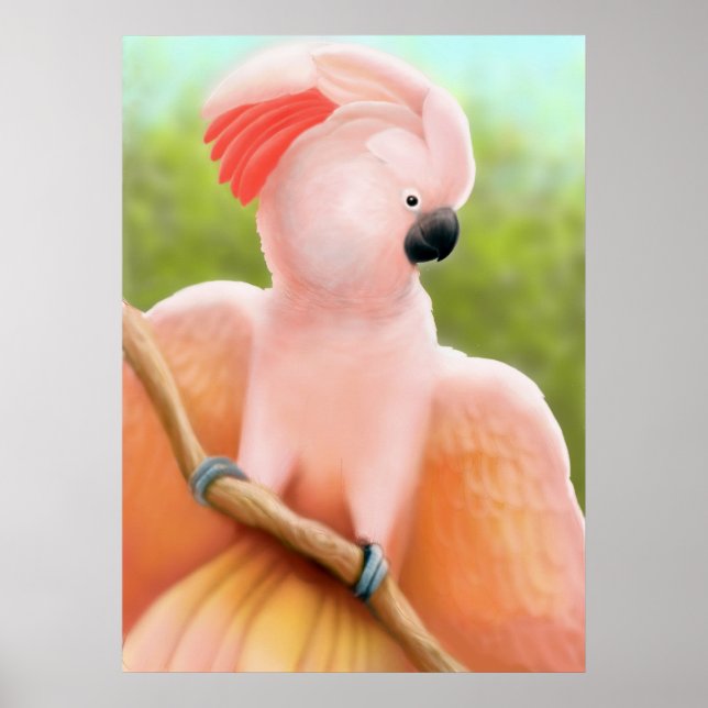 Moluccan Cockatoo Poster (Framsidan)