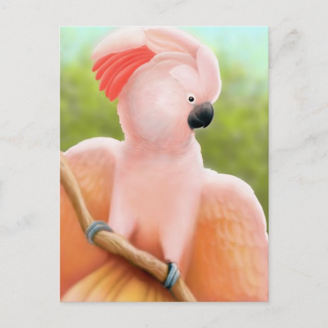 Moluccan Cockatoo-vykort Vykort (Framsida)