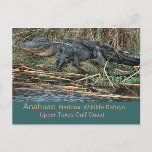 Moma 'Gator Vykort (Framsida)