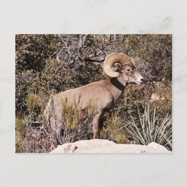 Momentlig paus vykort (Framsida)