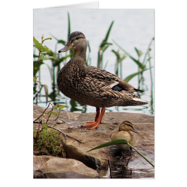 Momma & Baby 2 Hälsningskort (Framsidan)