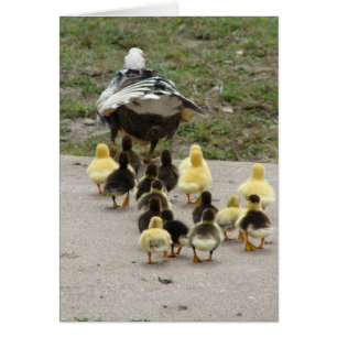 Momma Muscovy som leder hennes hercklings Hälsningskort