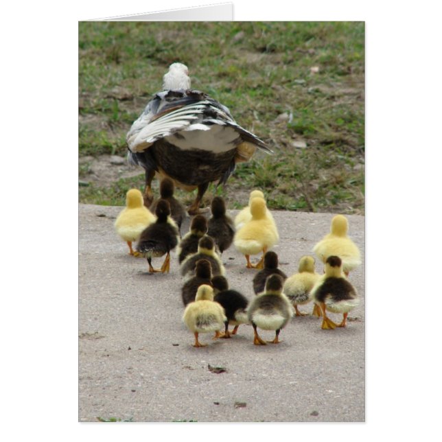 Momma Muscovy som leder hennes hercklings Hälsningskort (Framsidan)