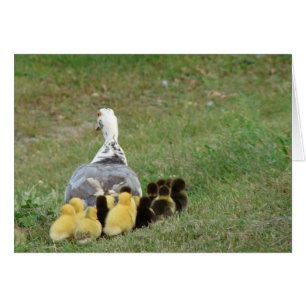 Momma Muscovy with Ducklings Hälsningskort