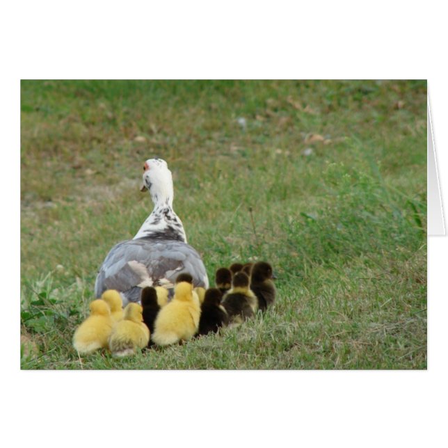Momma Muscovy with Ducklings Hälsningskort (Framsidan Horizontal)