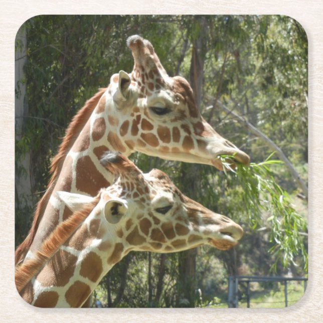 Momma och Baby Giraffe Underlägg Papper Kvadrat (Framsidan)
