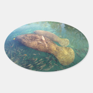 Momma och Baby Manatee Stickers Ovalt Klistermärke