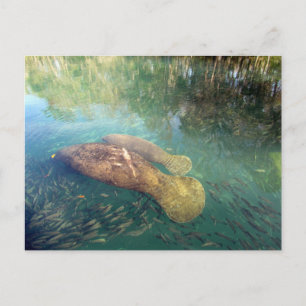Momma och Baby Manatee-vykort Vykort