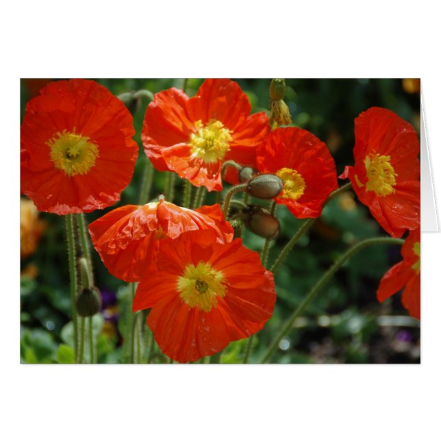 Mon Ame Hälsningskort (Framsidan Horizontal)