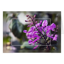 Mona Lavender Blommar Hälsningskort