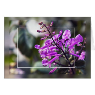 Mona Lavender Blommar Hälsningskort