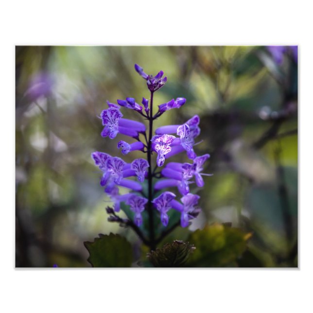 Mona Lavender Fototryck (Framsidan)