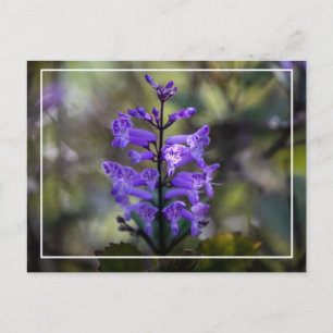 Mona Lavender Vykort
