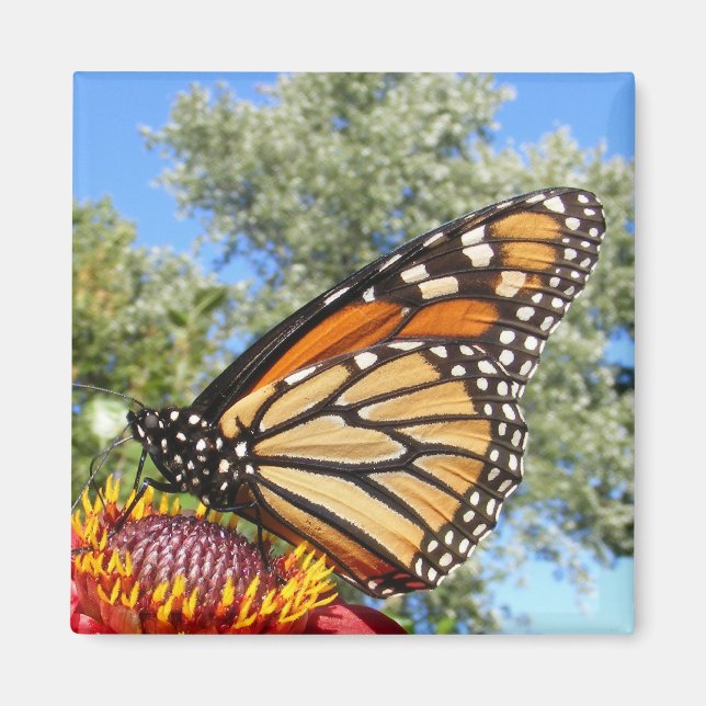 Monarch 38 ~ magnet (Framsidan)