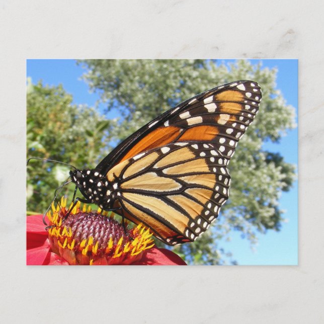 Monarch 38 ~ vykort (Framsida)