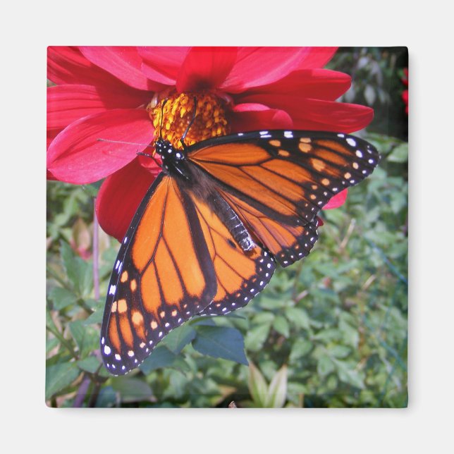 Monarch 4 ~ magnet (Framsidan)