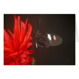Monarch Black Butterfly Hälsningskort