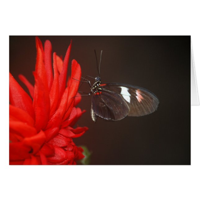 Monarch Black Butterfly Hälsningskort (Framsidan Horizontal)