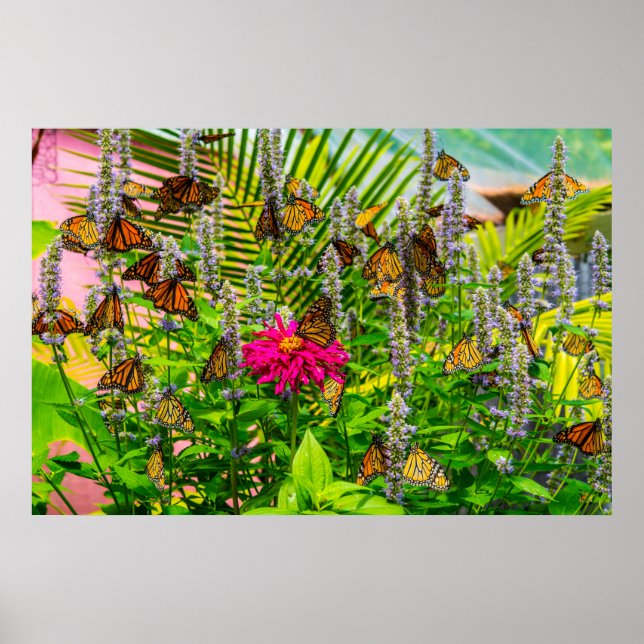 Monarch Butterflies 36 x 24 Archival Papper Poster (Framsidan)