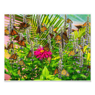 Monarch Butterflies Foto EnUtvidgning