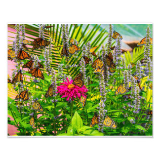 Monarch Butterflies Foto EnUtvidgning