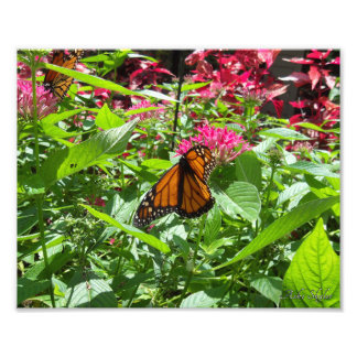 Monarch Butterflies Fototryck