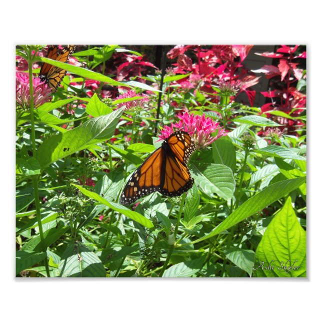 Monarch Butterflies Fototryck (Framsidan)