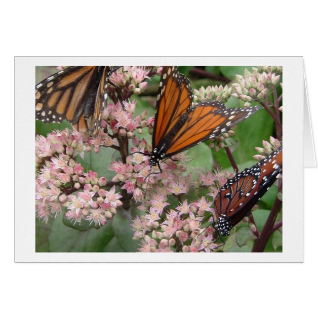 Monarch Butterflies Hälsningskort (Framsidan Horizontal)
