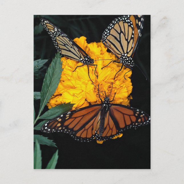 Monarch Butterflies matar Vykort (Framsida)