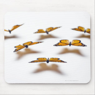 Monarch Butterflies Musmatta