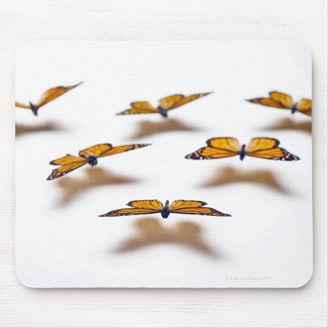 Monarch Butterflies Musmatta (Framsidan)