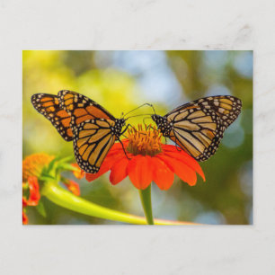 Monarch Butterflies på Wildblommor Vykort