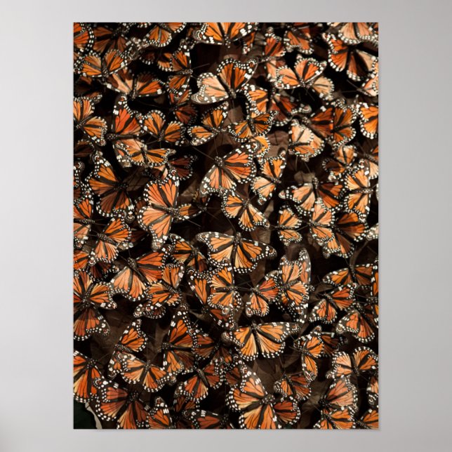 Monarch Butterflies Poster (Framsidan)