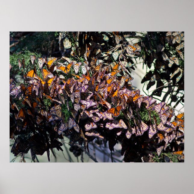 Monarch Butterflies Poster (Framsidan)