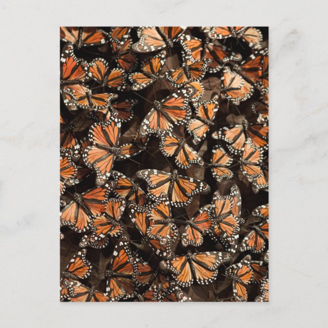 Monarch Butterflies Vykort (Framsida)