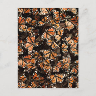 Monarch Butterflies Vykort
