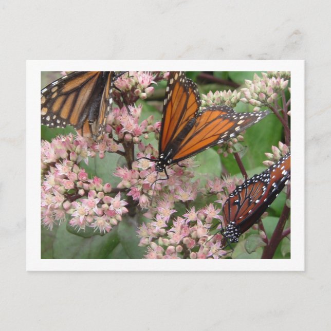 Monarch Butterflies Vykort (Framsida)